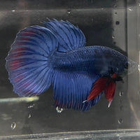 the-fish-farm Male Betta Male Betta - One Only - 2 Choose your favourite Male Betta from The Fish Farm Australia