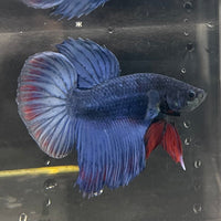 the-fish-farm Male Betta Male Betta - One Only - 2 Choose your favourite Male Betta from The Fish Farm Australia