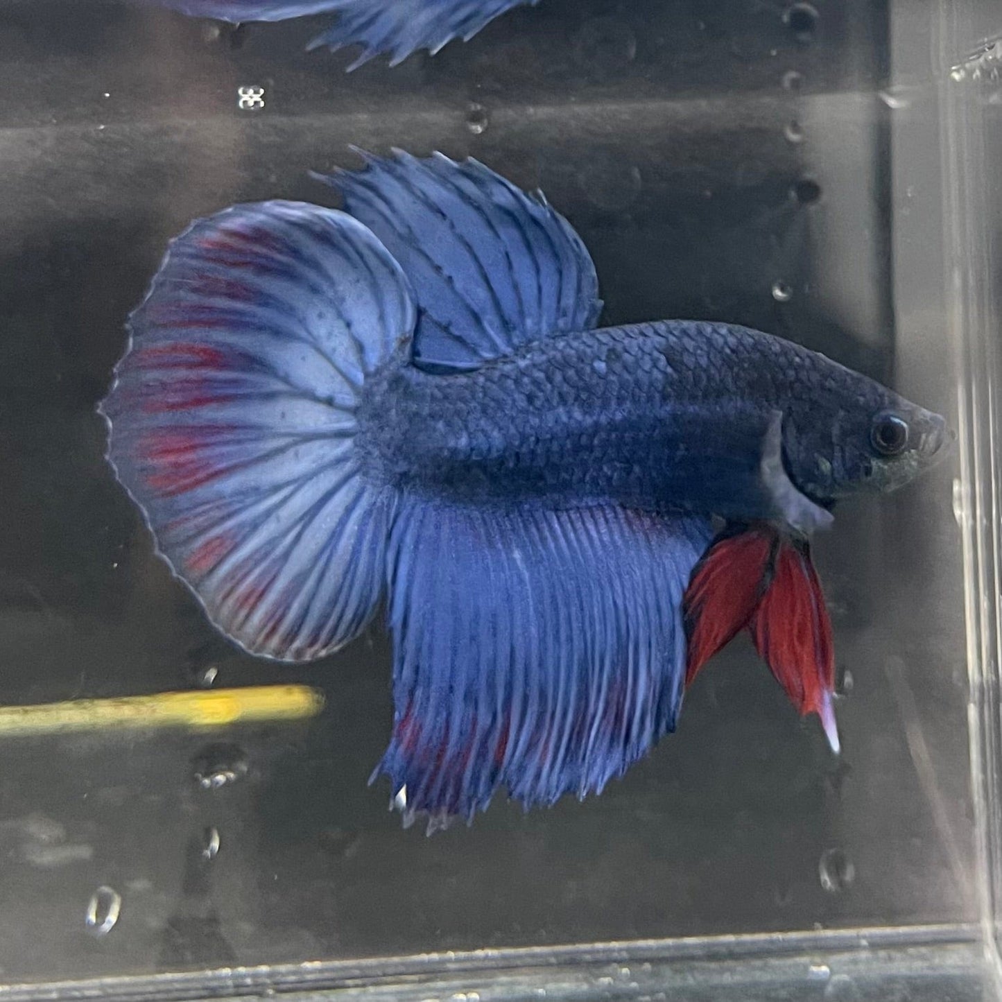 the-fish-farm Male Betta Male Betta - One Only - 2 Choose your favourite Male Betta from The Fish Farm Australia