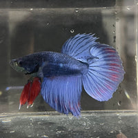 the-fish-farm Male Betta Male Betta - One Only - 2 Choose your favourite Male Betta from The Fish Farm Australia