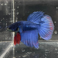 the-fish-farm Male Betta Male Betta - One Only - 2 Choose your favourite Male Betta from The Fish Farm Australia