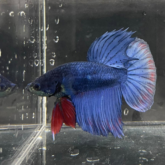 the-fish-farm Male Betta Male Betta - One Only - 2 Choose your favourite Male Betta from The Fish Farm Australia