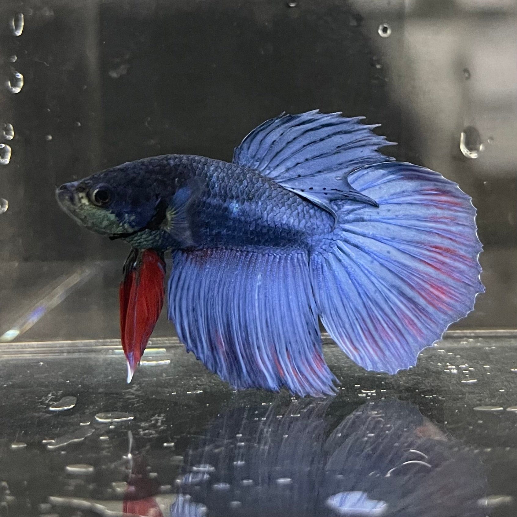 the-fish-farm Male Betta Male Betta - One Only - 2 Choose your favourite Male Betta from The Fish Farm Australia