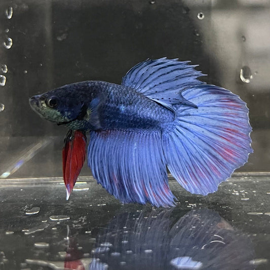 the-fish-farm Male Betta Male Betta - One Only - 2 Choose your favourite Male Betta from The Fish Farm Australia