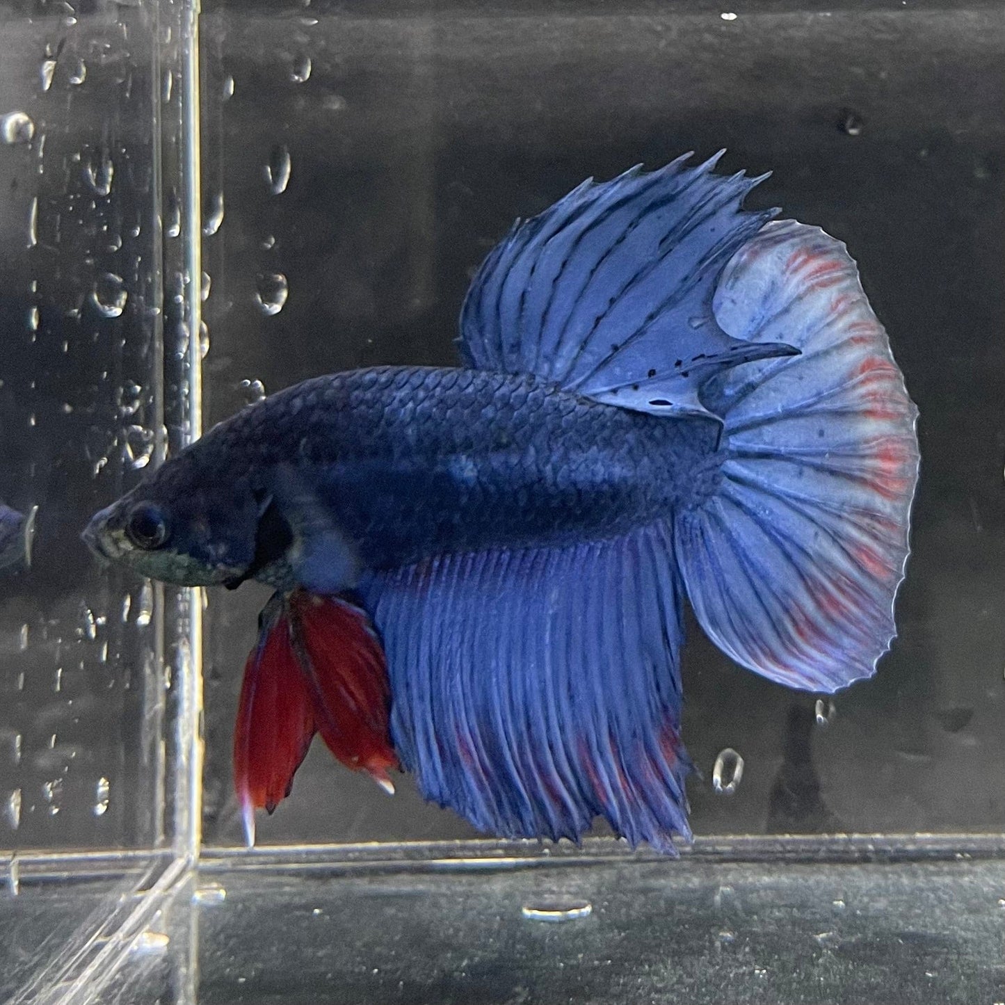 the-fish-farm Male Betta Male Betta - One Only - 2 Choose your favourite Male Betta from The Fish Farm Australia