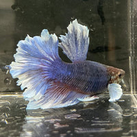 the-fish-farm Male Betta Male Betta - One Only - 2 Choose your favourite Male Betta from The Fish Farm Australia