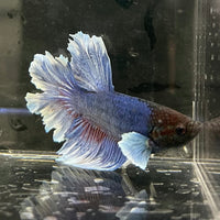 the-fish-farm Male Betta Male Betta - One Only - 2 Choose your favourite Male Betta from The Fish Farm Australia