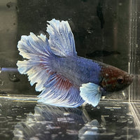 the-fish-farm Male Betta Male Betta - One Only - 2 Choose your favourite Male Betta from The Fish Farm Australia