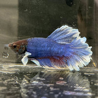 the-fish-farm Male Betta Male Betta - One Only - 2 Choose your favourite Male Betta from The Fish Farm Australia