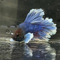 the-fish-farm Male Betta Male Betta - One Only - 2 Choose your favourite Male Betta from The Fish Farm Australia
