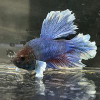 the-fish-farm Male Betta Male Betta - One Only - 2 Choose your favourite Male Betta from The Fish Farm Australia