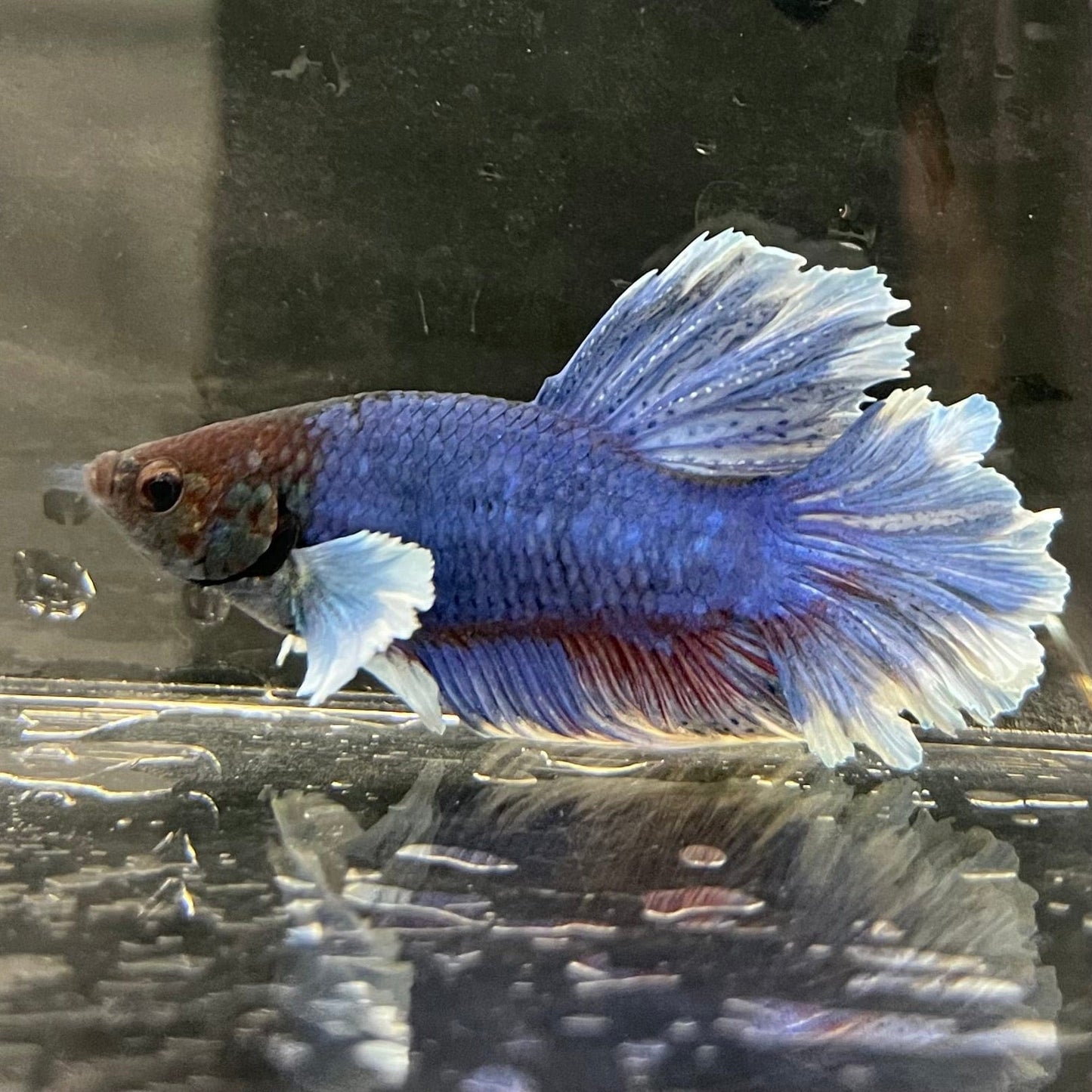 the-fish-farm Male Betta Male Betta - One Only - 2 Choose your favourite Male Betta from The Fish Farm Australia