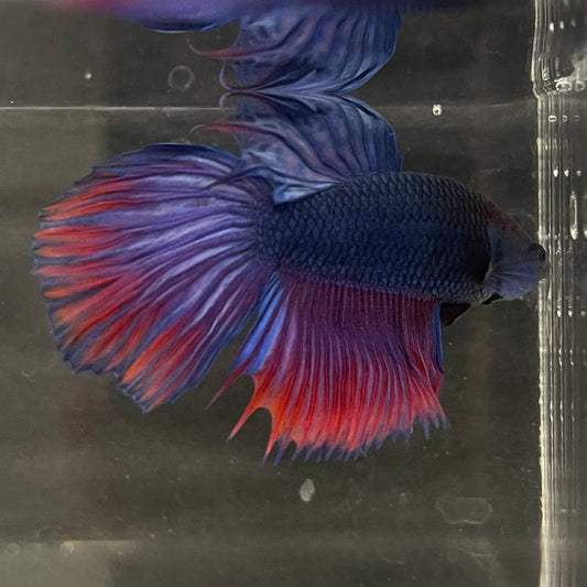 the-fish-farm Male Betta Male Betta - One Only - 2 Choose your favourite Male Betta from The Fish Farm Australia