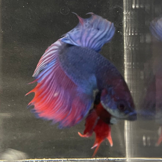the-fish-farm Male Betta Male Betta - One Only - 2 Choose your favourite Male Betta from The Fish Farm Australia