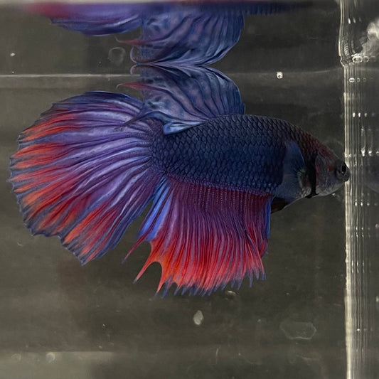 the-fish-farm Male Betta Male Betta - One Only - 2 Choose your favourite Male Betta from The Fish Farm Australia