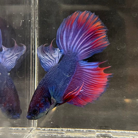 the-fish-farm Male Betta Male Betta - One Only - 2 Choose your favourite Male Betta from The Fish Farm Australia