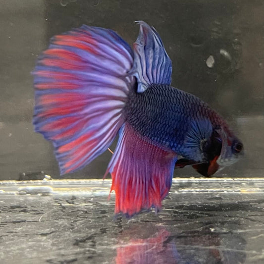 the-fish-farm Male Betta Male Betta - One Only - 2 Choose your favourite Male Betta from The Fish Farm Australia