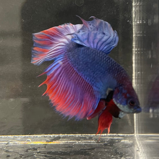 the-fish-farm Male Betta Male Betta - One Only - 2 Choose your favourite Male Betta from The Fish Farm Australia