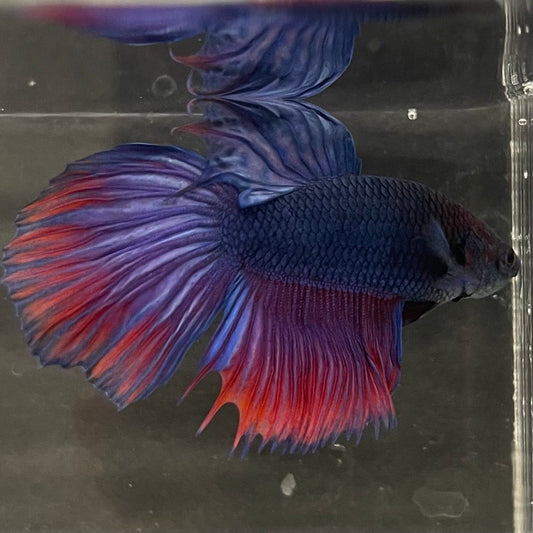 the-fish-farm Male Betta Male Betta - One Only - 2 Choose your favourite Male Betta from The Fish Farm Australia