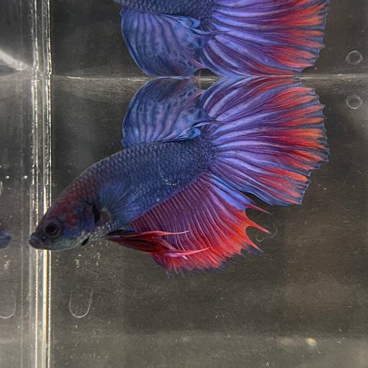 the-fish-farm Male Betta Male Betta - One Only - 2 Choose your favourite Male Betta from The Fish Farm Australia