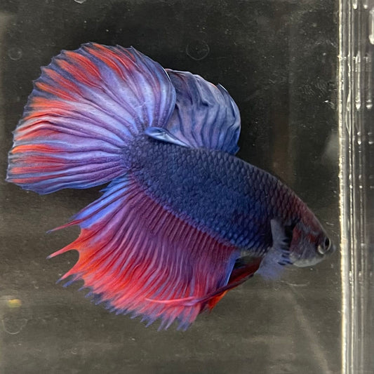 the-fish-farm Male Betta Male Betta - One Only - 2 Choose your favourite Male Betta from The Fish Farm Australia