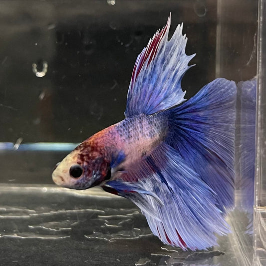 the-fish-farm Male Betta Male Betta - One Only - 2 Choose your favourite Male Betta from The Fish Farm Australia