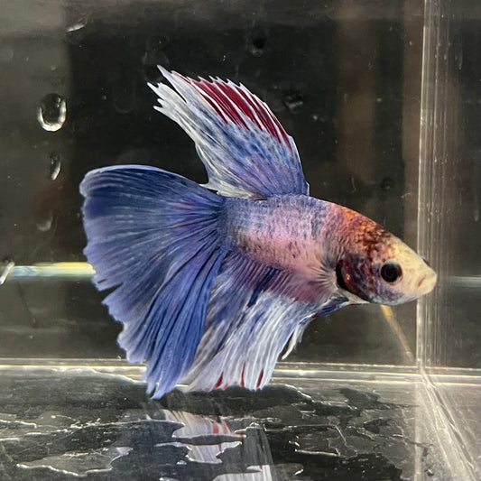 the-fish-farm Male Betta Male Betta - One Only - 2 Choose your favourite Male Betta from The Fish Farm Australia