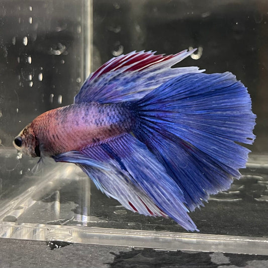 the-fish-farm Male Betta Male Betta - One Only - 2 Choose your favourite Male Betta from The Fish Farm Australia