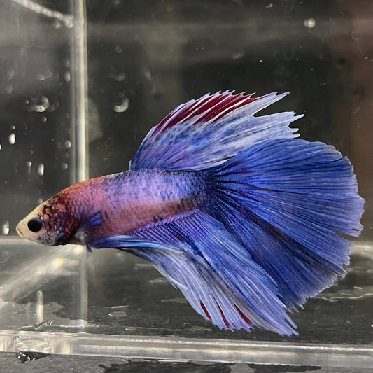 the-fish-farm Male Betta Male Betta - One Only - 2 Choose your favourite Male Betta from The Fish Farm Australia