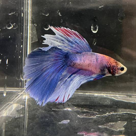 the-fish-farm Male Betta Male Betta - One Only - 2 Choose your favourite Male Betta from The Fish Farm Australia