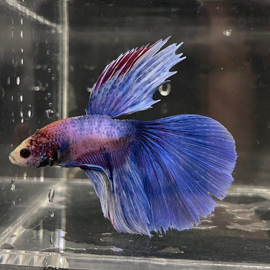 the-fish-farm Male Betta Male Betta - One Only - 2 Choose your favourite Male Betta from The Fish Farm Australia