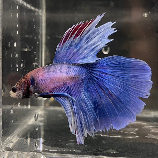 the-fish-farm Male Betta Male Betta - One Only - 2 Choose your favourite Male Betta from The Fish Farm Australia