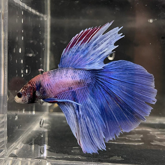 the-fish-farm Male Betta Male Betta - One Only - 2 Choose your favourite Male Betta from The Fish Farm Australia