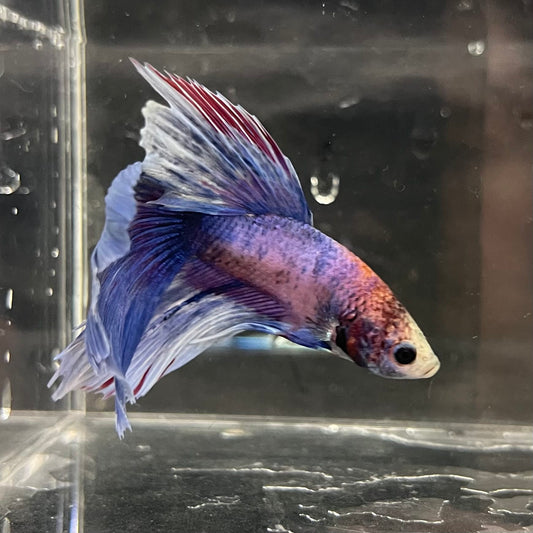 the-fish-farm Male Betta Male Betta - One Only - 2 Choose your favourite Male Betta from The Fish Farm Australia