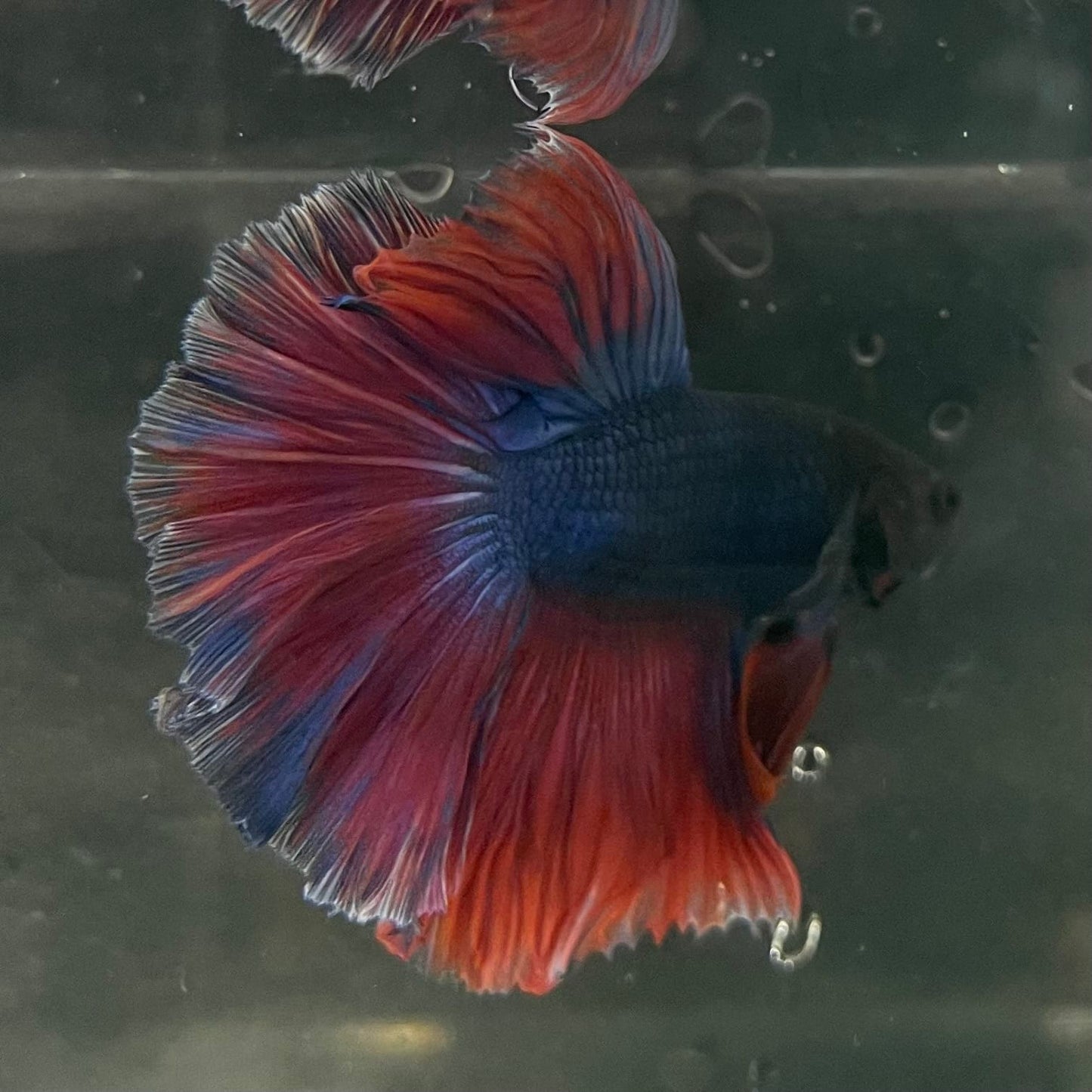 the-fish-farm Male Betta Male Betta - One Only - 2 Choose your favourite Male Betta from The Fish Farm Australia