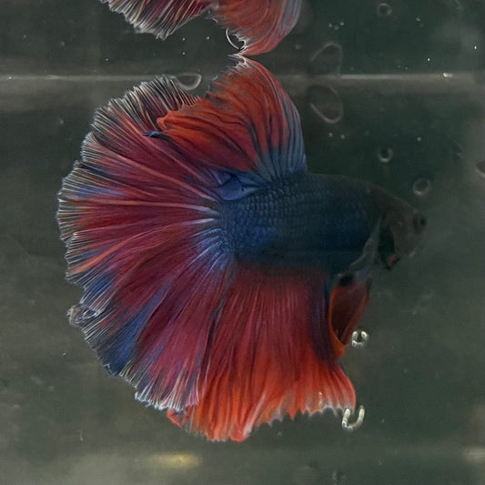 the-fish-farm Male Betta Male Betta - One Only - 2 Choose your favourite Male Betta from The Fish Farm Australia