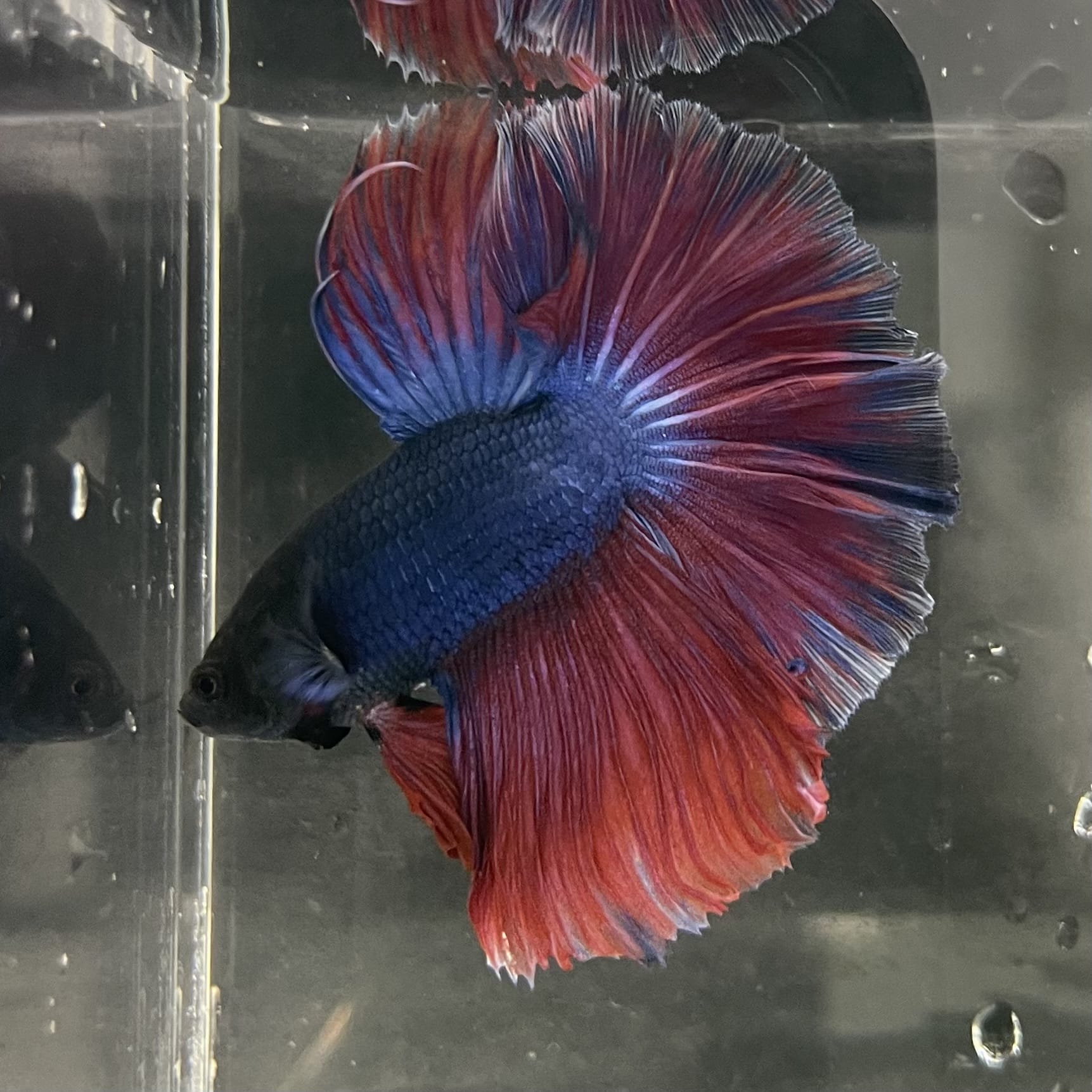 the-fish-farm Male Betta Male Betta - One Only - 2 Choose your favourite Male Betta from The Fish Farm Australia