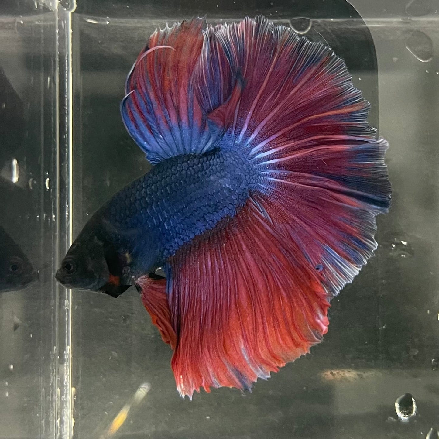 the-fish-farm Male Betta Male Betta - One Only - 2 Choose your favourite Male Betta from The Fish Farm Australia