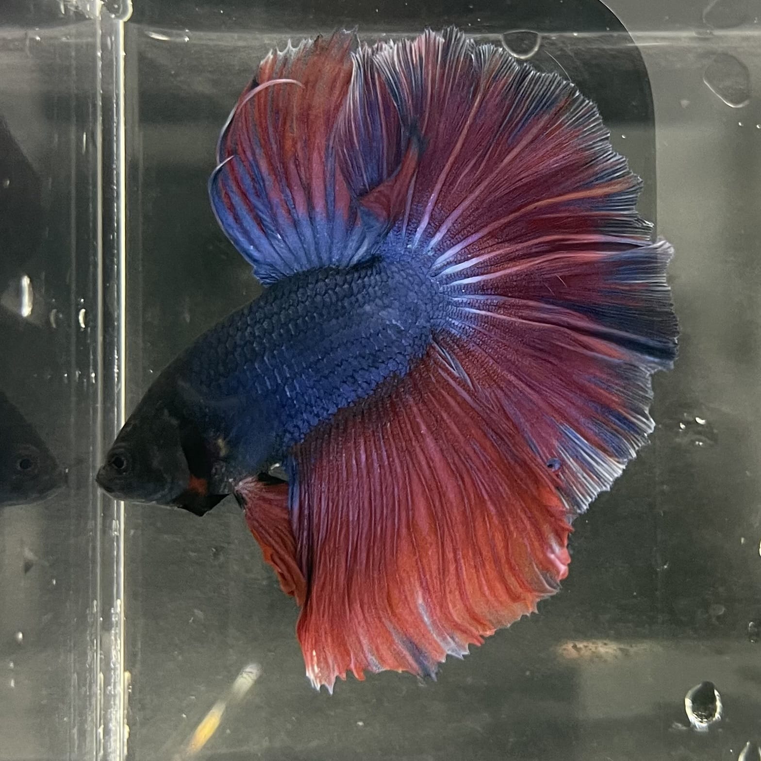 the-fish-farm Male Betta Male Betta - One Only - 2 Choose your favourite Male Betta from The Fish Farm Australia