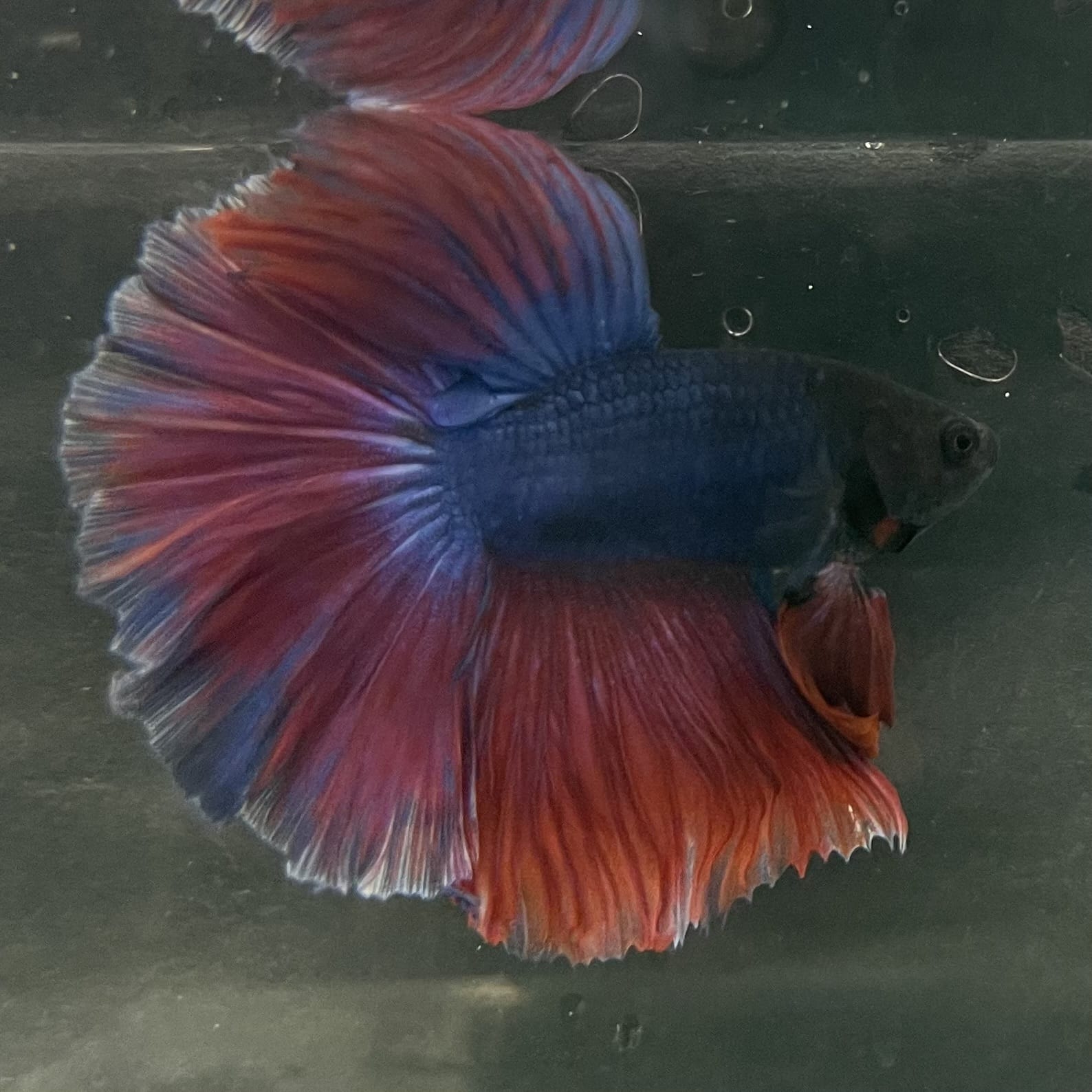 the-fish-farm Male Betta Male Betta - One Only - 2 Choose your favourite Male Betta from The Fish Farm Australia