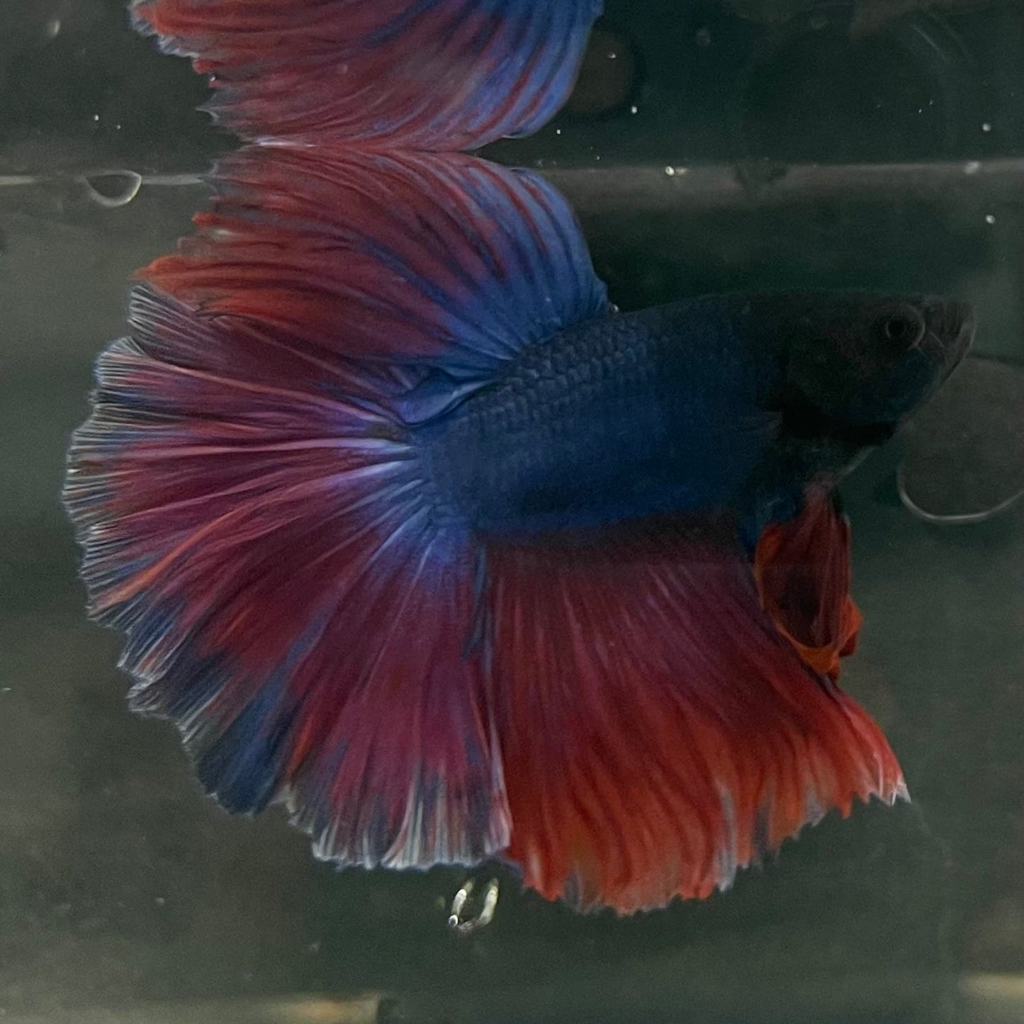 the-fish-farm Male Betta Male Betta - One Only - 2 Choose your favourite Male Betta from The Fish Farm Australia