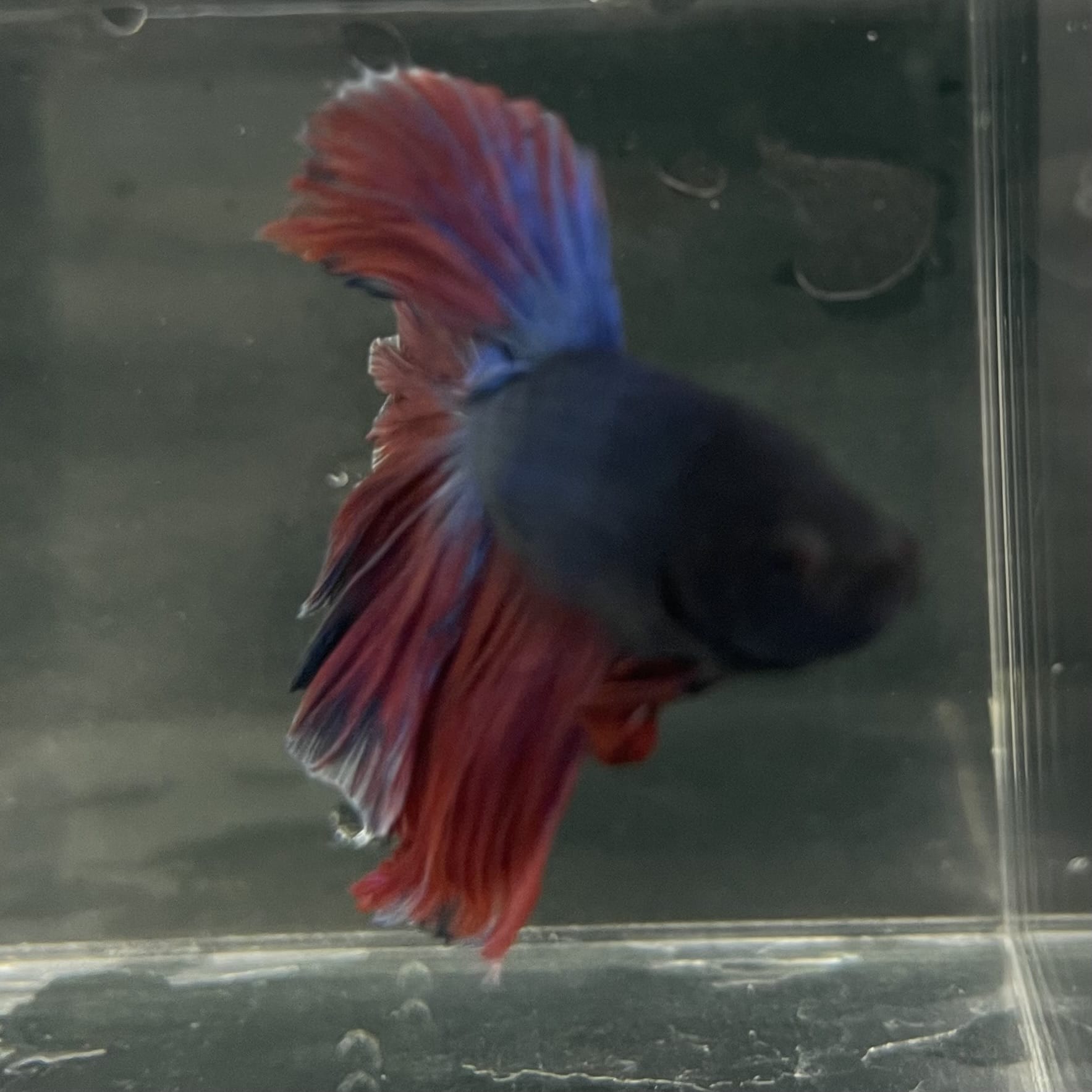the-fish-farm Male Betta Male Betta - One Only - 2 Choose your favourite Male Betta from The Fish Farm Australia