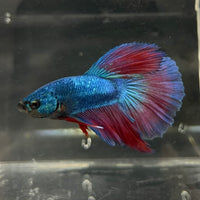 the-fish-farm Male Betta Male Betta - One Only - 2 Choose your favourite Male Betta from The Fish Farm Australia