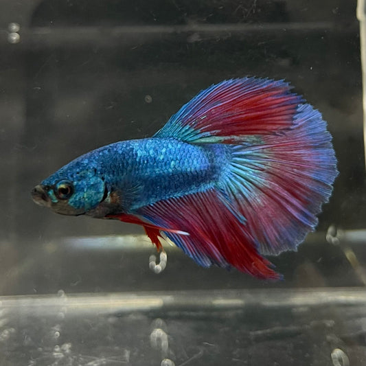 the-fish-farm Male Betta Male Betta - One Only - 2 Choose your favourite Male Betta from The Fish Farm Australia