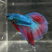 the-fish-farm Male Betta Male Betta - One Only - 2 Choose your favourite Male Betta from The Fish Farm Australia