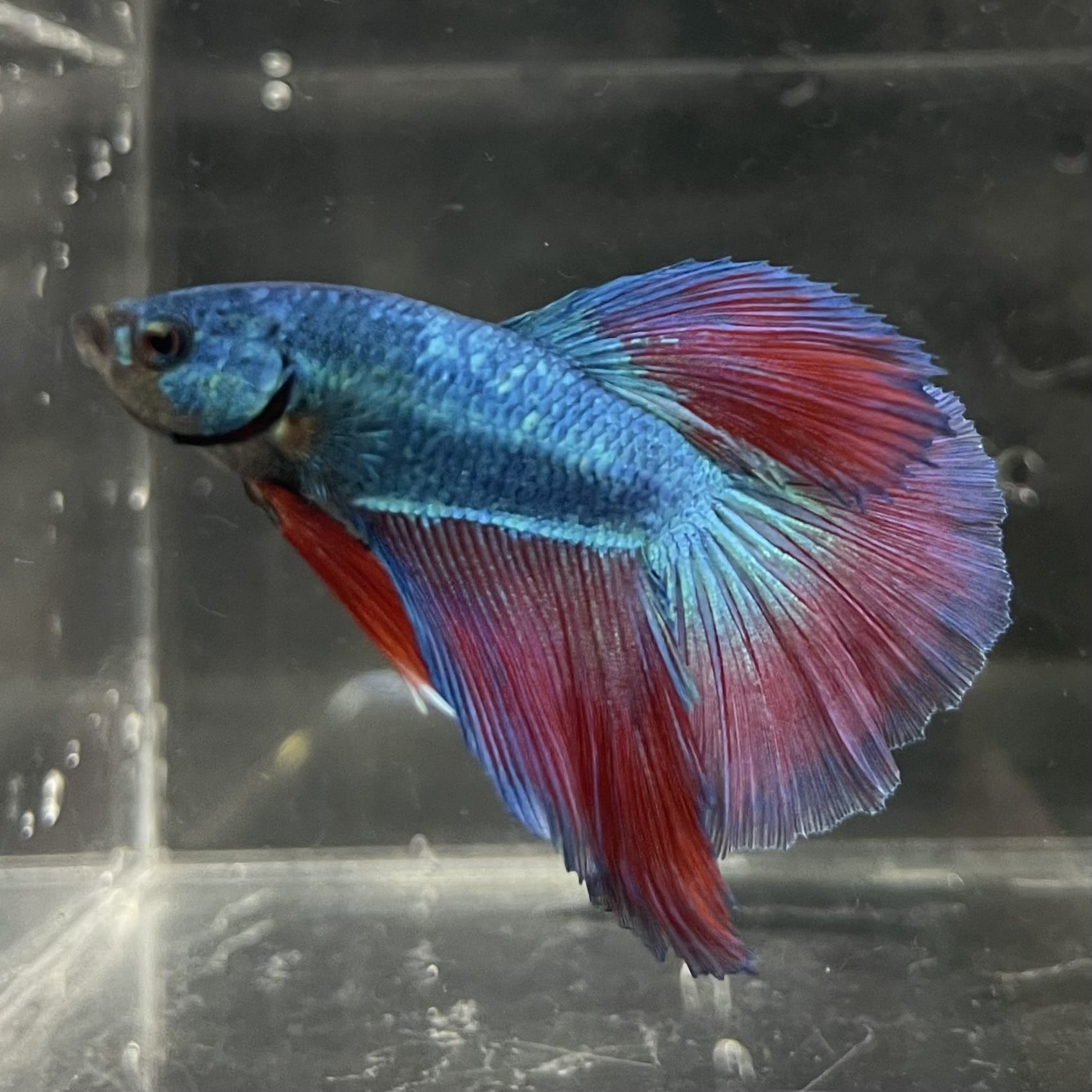 the-fish-farm Male Betta Male Betta - One Only - 2 Choose your favourite Male Betta from The Fish Farm Australia