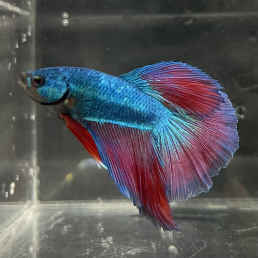the-fish-farm Male Betta Male Betta - One Only - 2 Choose your favourite Male Betta from The Fish Farm Australia