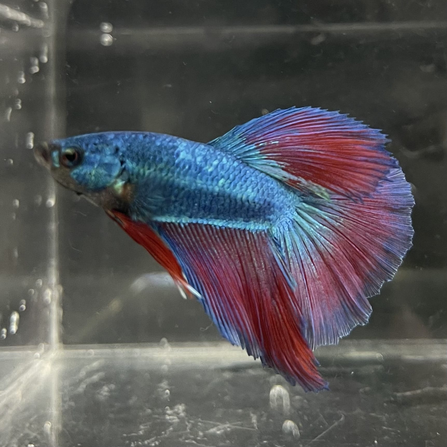 the-fish-farm Male Betta Male Betta - One Only - 2 Choose your favourite Male Betta from The Fish Farm Australia