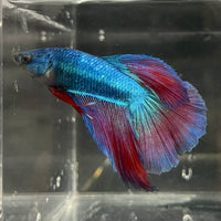 the-fish-farm Male Betta Male Betta - One Only - 2 Choose your favourite Male Betta from The Fish Farm Australia