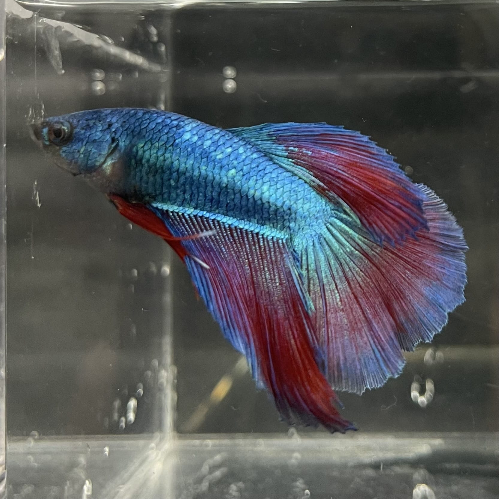 the-fish-farm Male Betta Male Betta - One Only - 2 Choose your favourite Male Betta from The Fish Farm Australia
